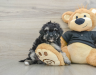 8 week old Havapoo Puppy For Sale - Lone Star Pups