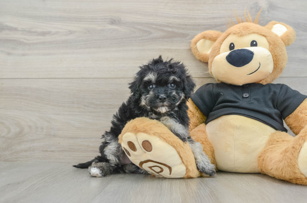 6 week old Havapoo Puppy For Sale - Lone Star Pups