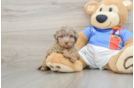Little Havadoodle Poodle Mix Puppy