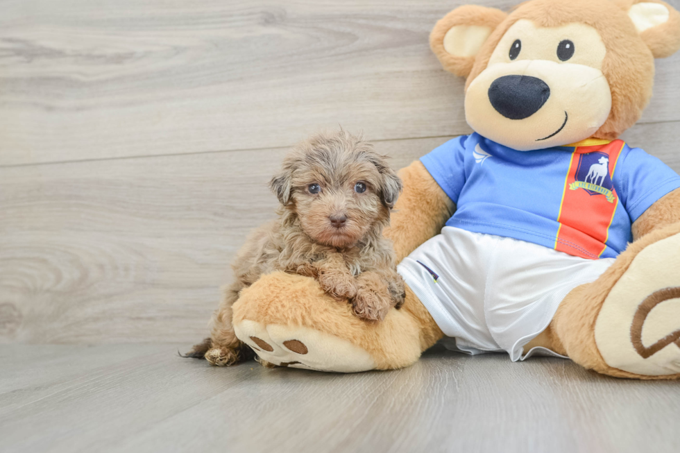 Little Havadoodle Poodle Mix Puppy