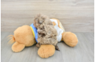 Playful Havadoodle Poodle Mix Puppy