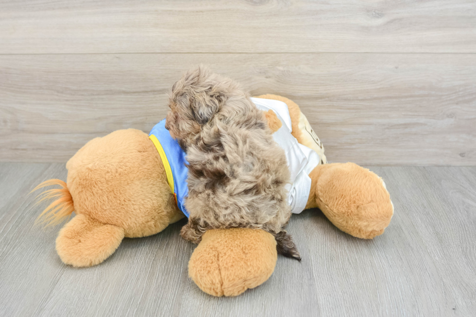 Playful Havadoodle Poodle Mix Puppy