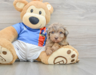8 week old Havapoo Puppy For Sale - Lone Star Pups