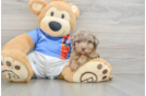 Havapoo Puppy for Adoption