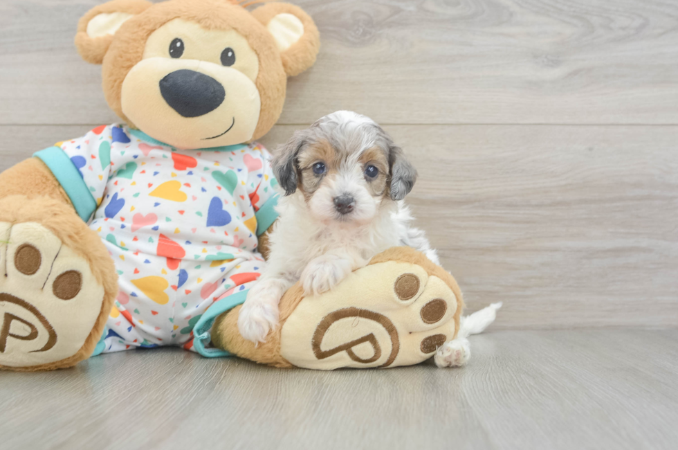 6 week old Havapoo Puppy For Sale - Lone Star Pups