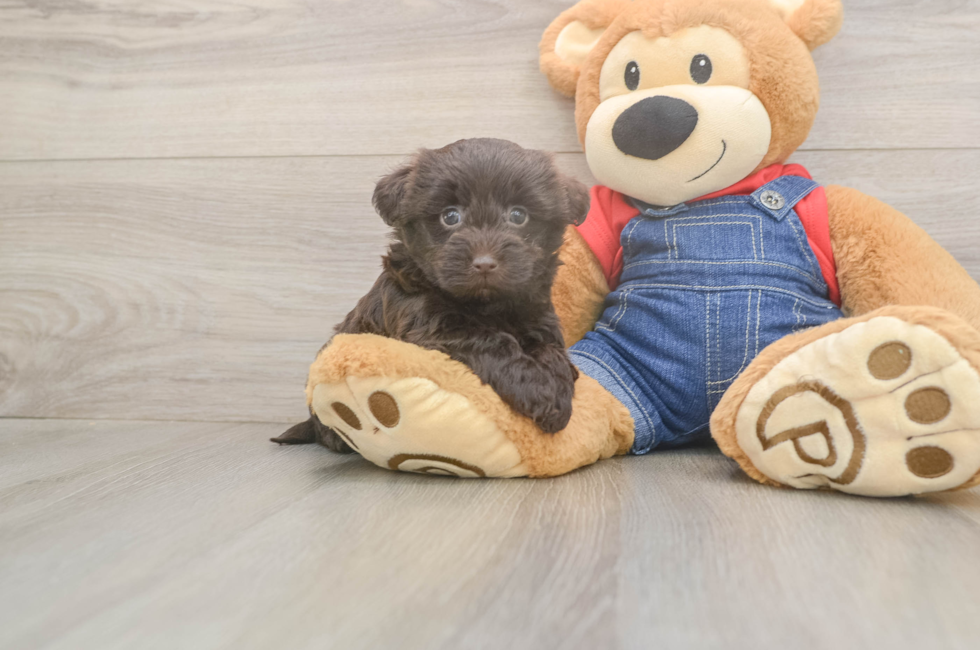 6 week old Havapoo Puppy For Sale - Lone Star Pups
