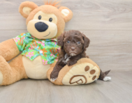 7 week old Havapoo Puppy For Sale - Lone Star Pups