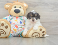 8 week old Havapoo Puppy For Sale - Lone Star Pups