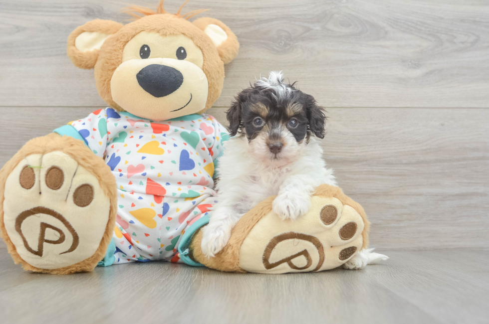6 week old Havapoo Puppy For Sale - Lone Star Pups