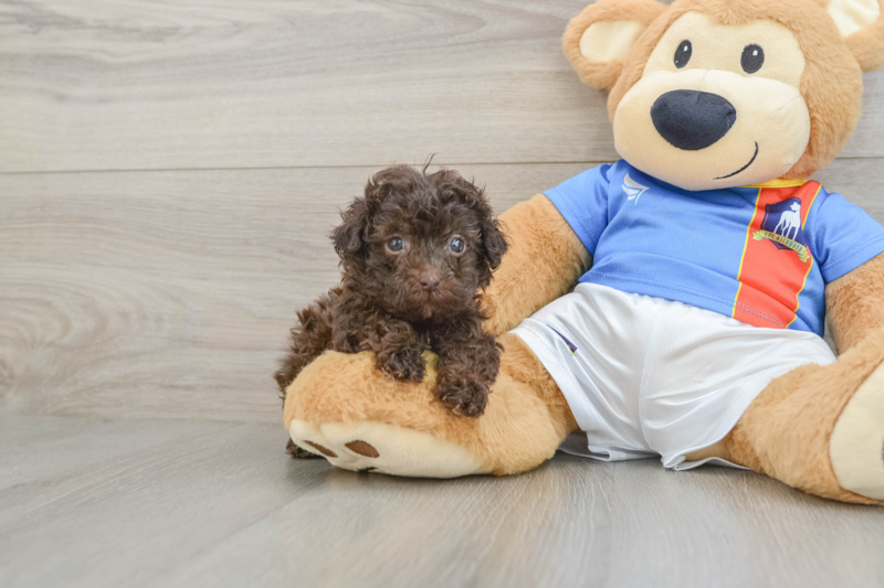 Meet Tony - our Havapoo Puppy Photo 1/3 - Lone Star Pups