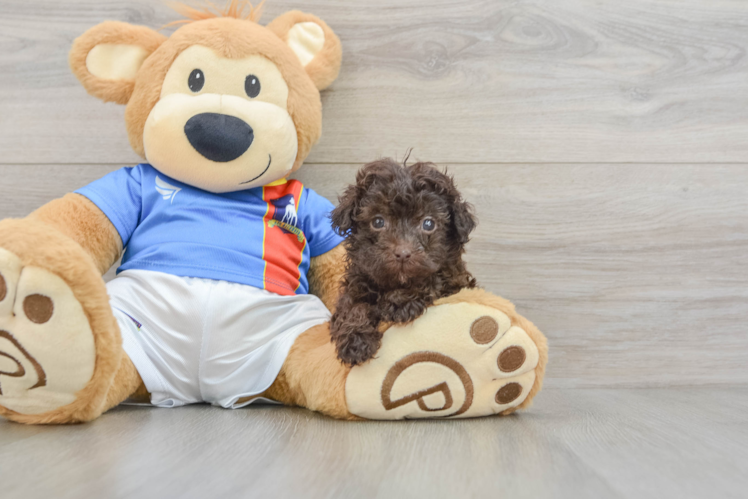 Havapoo Puppy for Adoption
