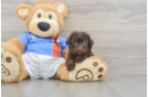 Havapoo Puppy for Adoption