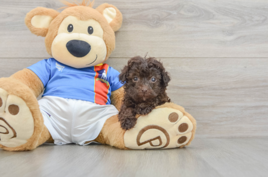 Havapoo Puppy for Adoption