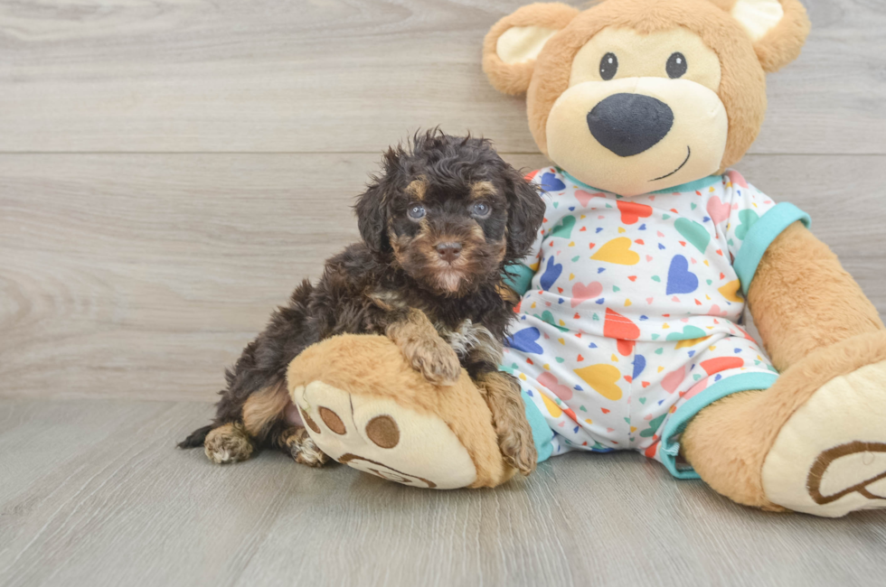 6 week old Havapoo Puppy For Sale - Lone Star Pups