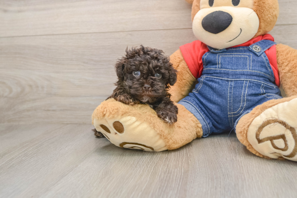 Havapoo Puppy for Adoption