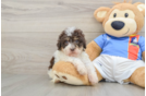 Smart Havapoo Poodle Mix Pup