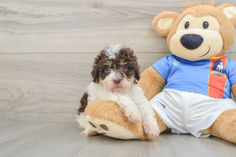 Smart Havapoo Poodle Mix Pup