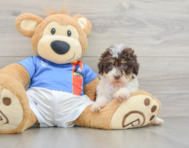 7 week old Havapoo Puppy For Sale - Lone Star Pups