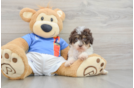 Little Havadoodle Poodle Mix Puppy