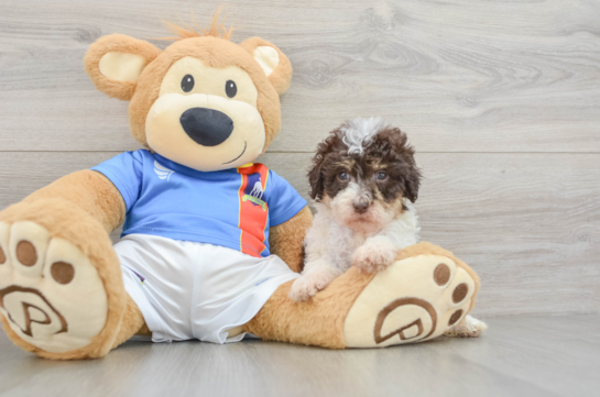 Little Havadoodle Poodle Mix Puppy