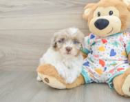 9 week old Havapoo Puppy For Sale - Lone Star Pups