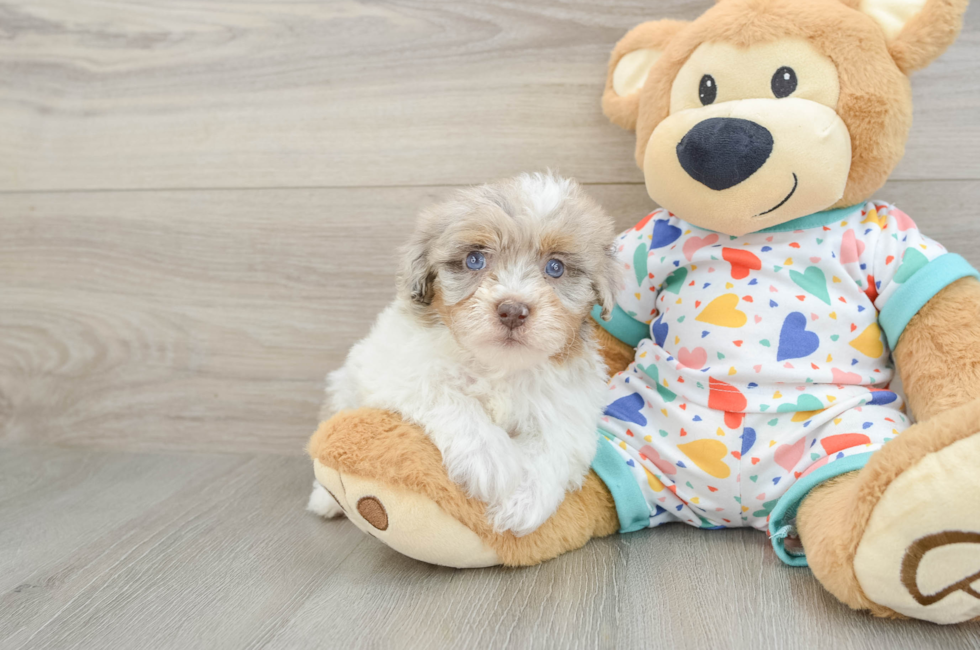 6 week old Havapoo Puppy For Sale - Lone Star Pups