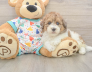 6 week old Havapoo Puppy For Sale - Lone Star Pups