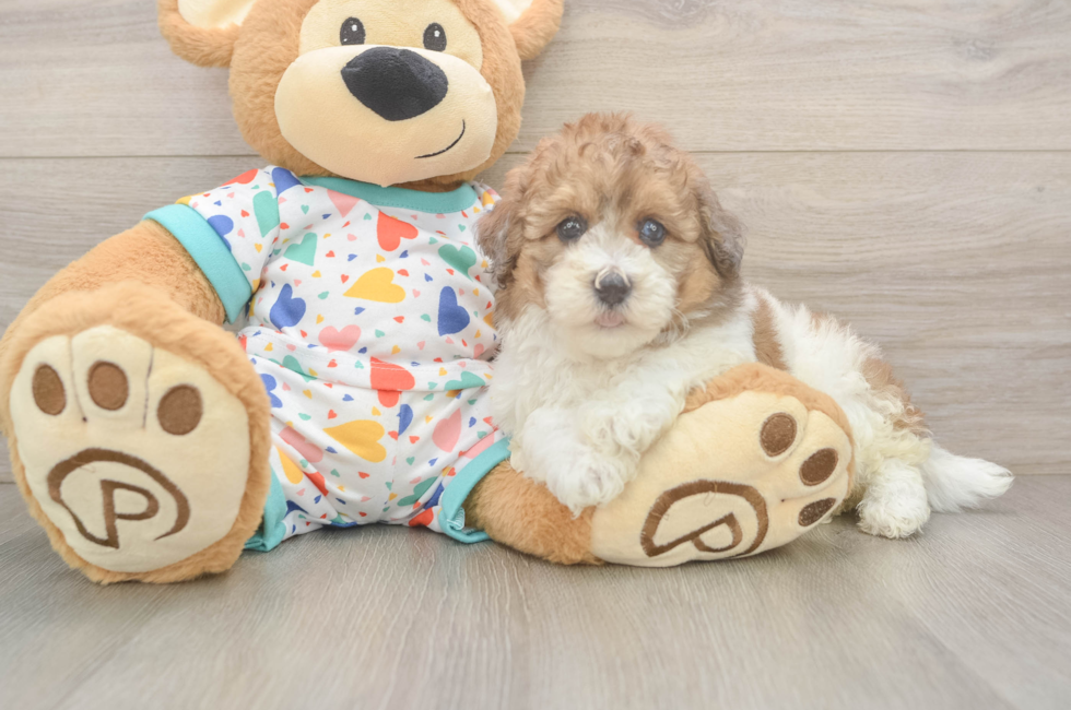 5 week old Havapoo Puppy For Sale - Lone Star Pups