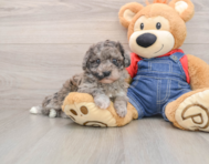 7 week old Havapoo Puppy For Sale - Lone Star Pups