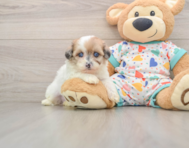 8 week old Havapoo Puppy For Sale - Lone Star Pups