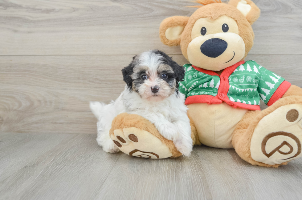 5 week old Havapoo Puppy For Sale - Lone Star Pups