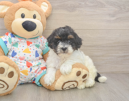7 week old Havapoo Puppy For Sale - Lone Star Pups
