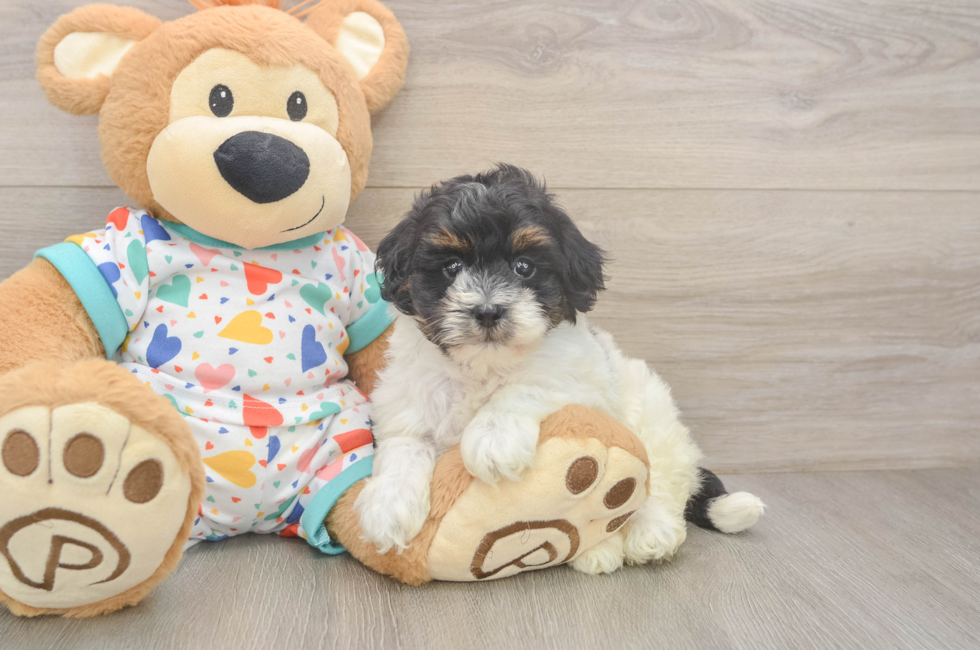5 week old Havapoo Puppy For Sale - Lone Star Pups