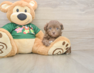 6 week old Havapoo Puppy For Sale - Lone Star Pups