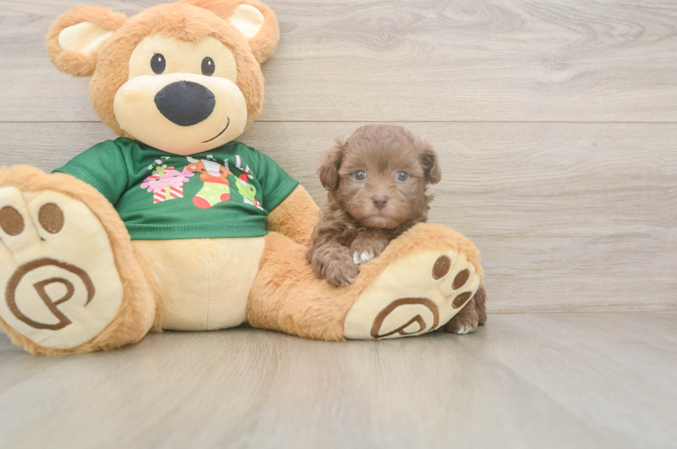 6 week old Havapoo Puppy For Sale - Lone Star Pups