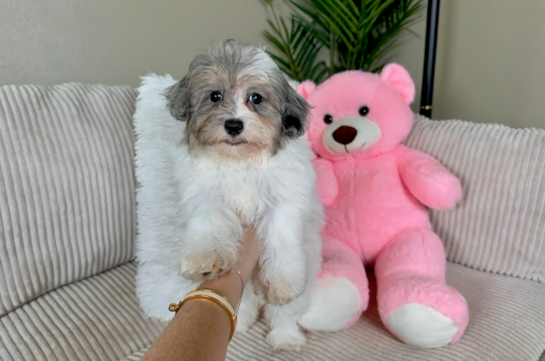 Havapoo Pup Being Cute