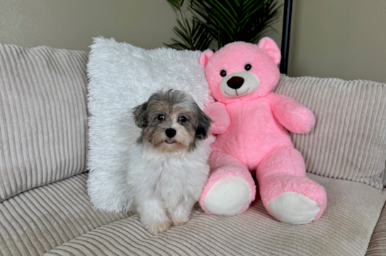 Cute Havapoo Baby