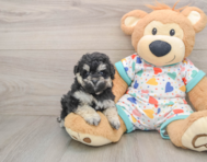 7 week old Havapoo Puppy For Sale - Lone Star Pups