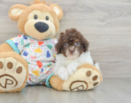 9 week old Havapoo Puppy For Sale - Lone Star Pups