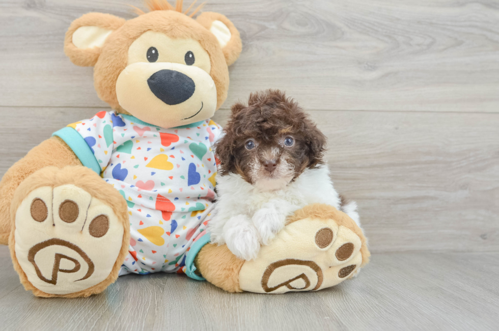 6 week old Havapoo Puppy For Sale - Lone Star Pups