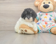 7 week old Havapoo Puppy For Sale - Lone Star Pups