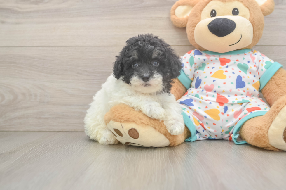 5 week old Havapoo Puppy For Sale - Lone Star Pups