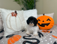 10 week old Havapoo Puppy For Sale - Lone Star Pups
