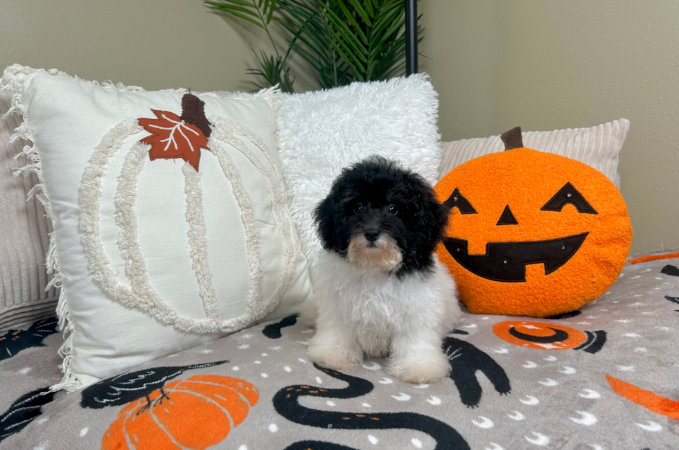 10 week old Havapoo Puppy For Sale - Lone Star Pups