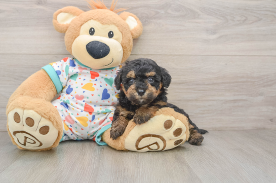 Popular Havapoo Poodle Mix Pup