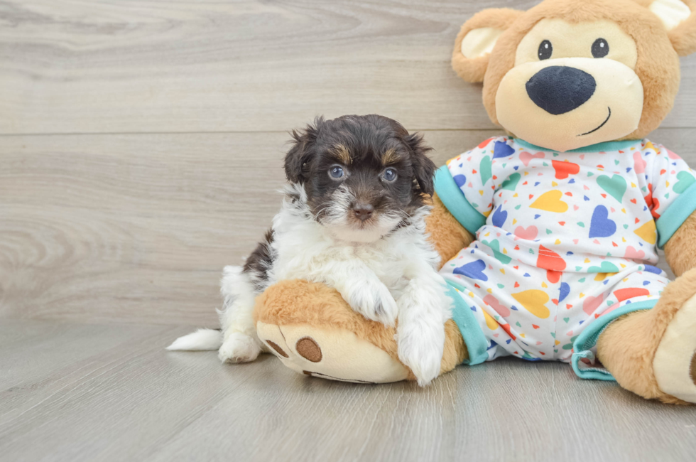 6 week old Havapoo Puppy For Sale - Lone Star Pups