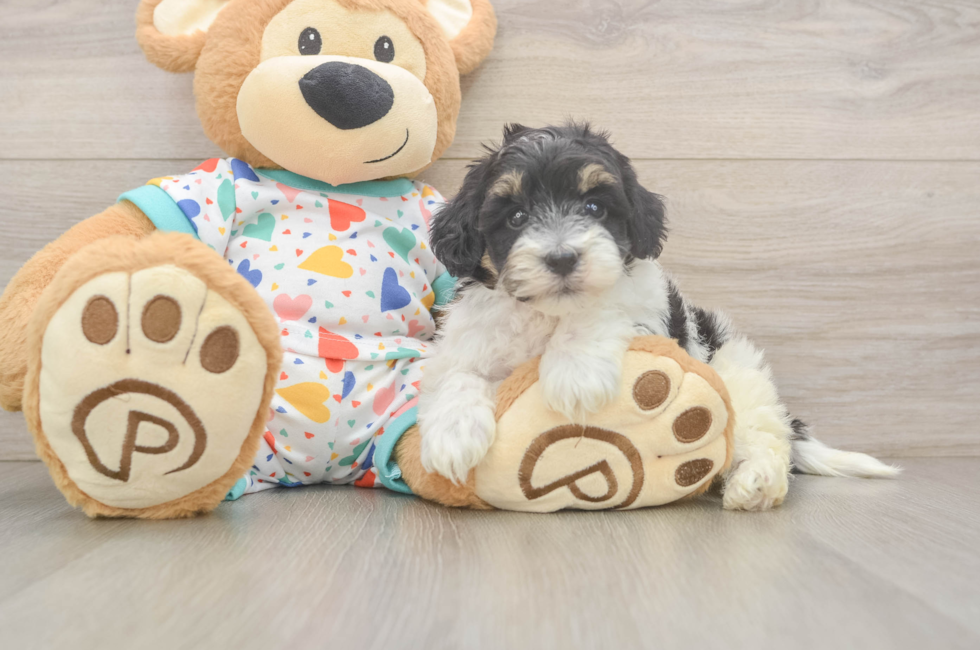 5 week old Havapoo Puppy For Sale - Lone Star Pups