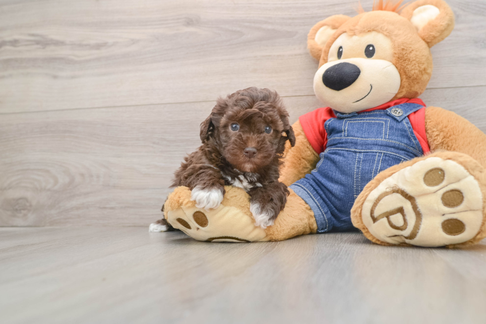 Fluffy Havapoo Poodle Mix Pup