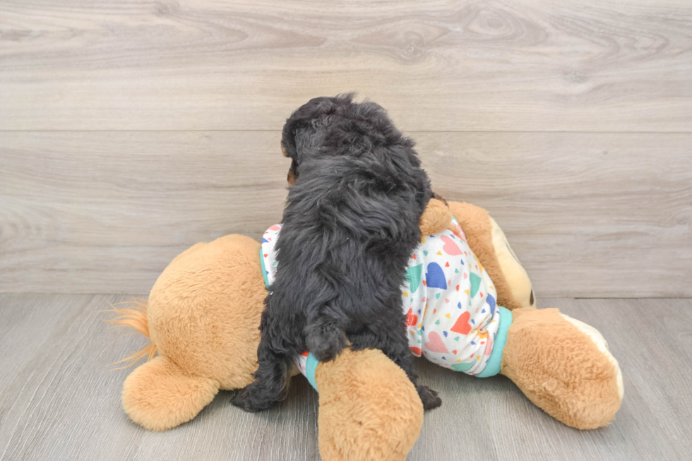 Havapoo Puppy for Adoption