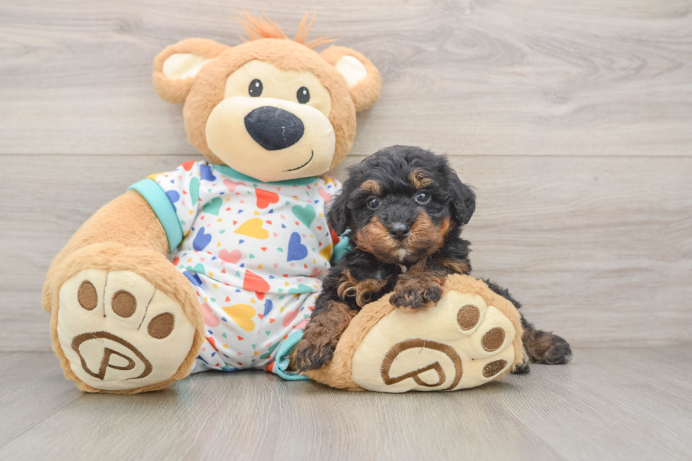 Energetic Havadoodle Poodle Mix Puppy